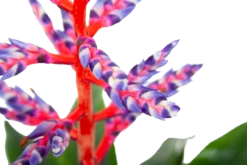 Aechmea Blue Rain - Kokerbromelia - P12 H55 - Roze-Paars - Kamerplant 8 Aechmea Blue Rain - Kokerbromelia - P12 H55 - Roze-Paars - Kamerplant -Groen Verkoop aechmea blue rain kokerbromelia p12 h55 roze paars 6