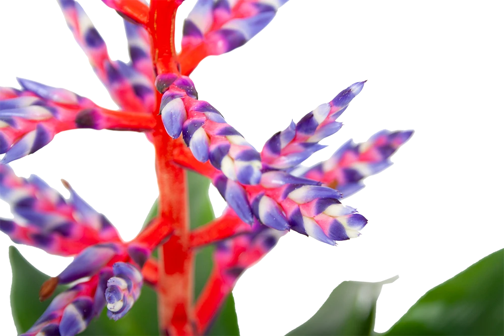 Aechmea Blue Rain - Kokerbromelia - P12 H55 - Roze-Paars - Kamerplant 5 Aechmea Blue Rain - Kokerbromelia - P12 H55 - Roze-Paars - Kamerplant - Afbeelding 3