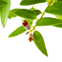 Aeschynanthus Caroline - Lipstickplant - In Hangpot - P15 H25 - Kamerplant -Groen Verkoop aeschynanthus caroline lipstickplant in hangpot p15 h25 6