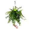 Aeschynanthus Caroline - Lipstickplant - In Hangpot - P17 H40 - Kamerplant 2 Aeschynanthus Caroline - Lipstickplant - In Hangpot - P17 H40 - Kamerplant -Groen Verkoop aeschynanthus caroline lipstickplant in hangpot p17 h40 1