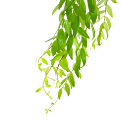 Aeschynanthus Japhrolepis - Lipstickplant - In Hangpot - P15 H20 - Kamerplant -Groen Verkoop aeschynanthus japhrolepis lipstickplant in hangpot p15 6