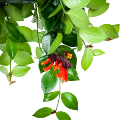 Aeschynanthus Monalisa - Lipstickplant - In Hangpot - P15 H20 - Kamerplant -Groen Verkoop aeschynanthus monalisa lipstickplant in hangpot p15 5