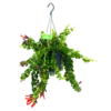 Aeschynanthus Rasta - Lipstickplant - In Hangpot - P15 H20 - Kamerplant -Groen Verkoop aeschynanthus rasta lipstickplant p15 4 12