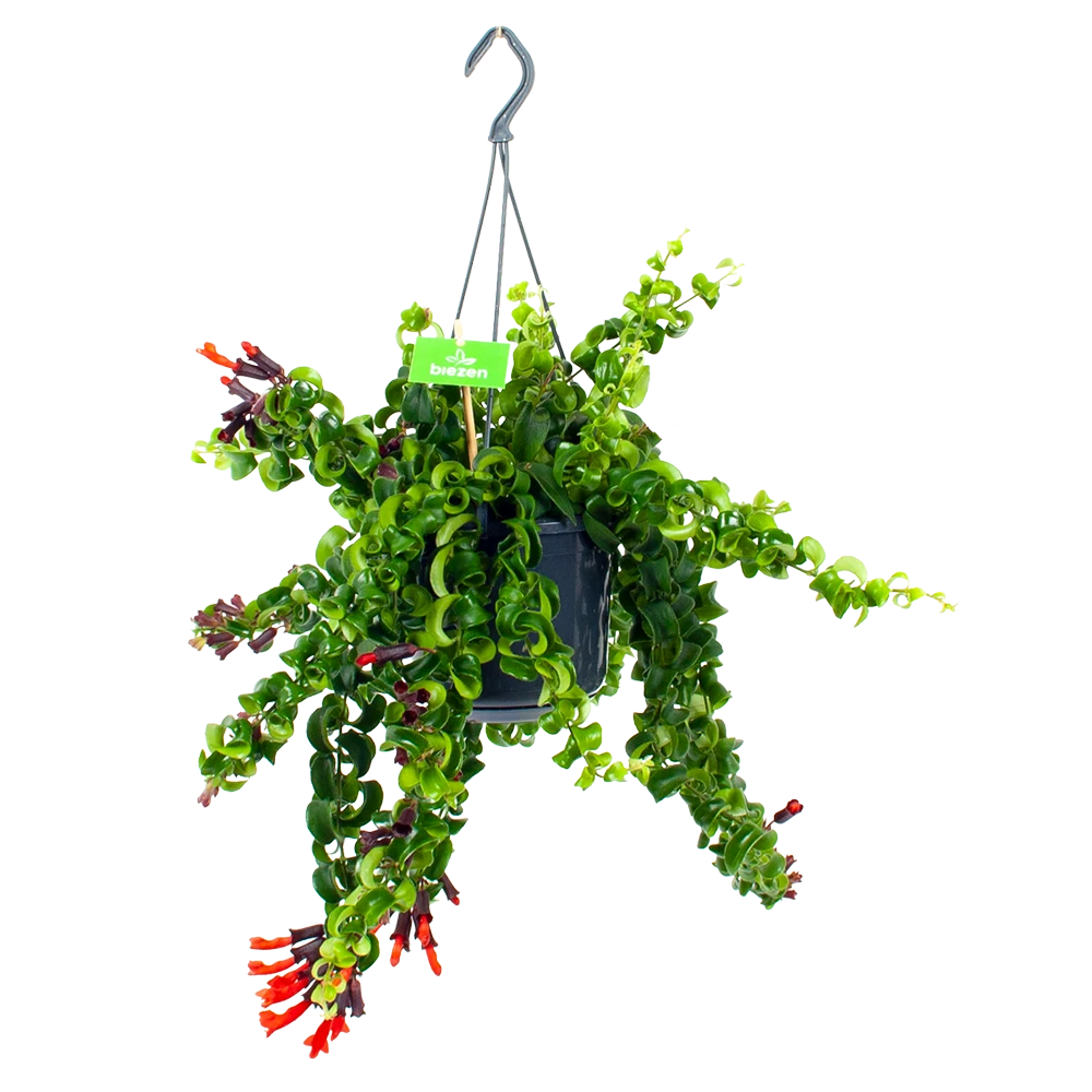 Aeschynanthus Rasta - Lipstickplant - In Hangpot - P15 H20 - Kamerplant 3 Aeschynanthus Rasta - Lipstickplant - In Hangpot - P15 H20 - Kamerplant