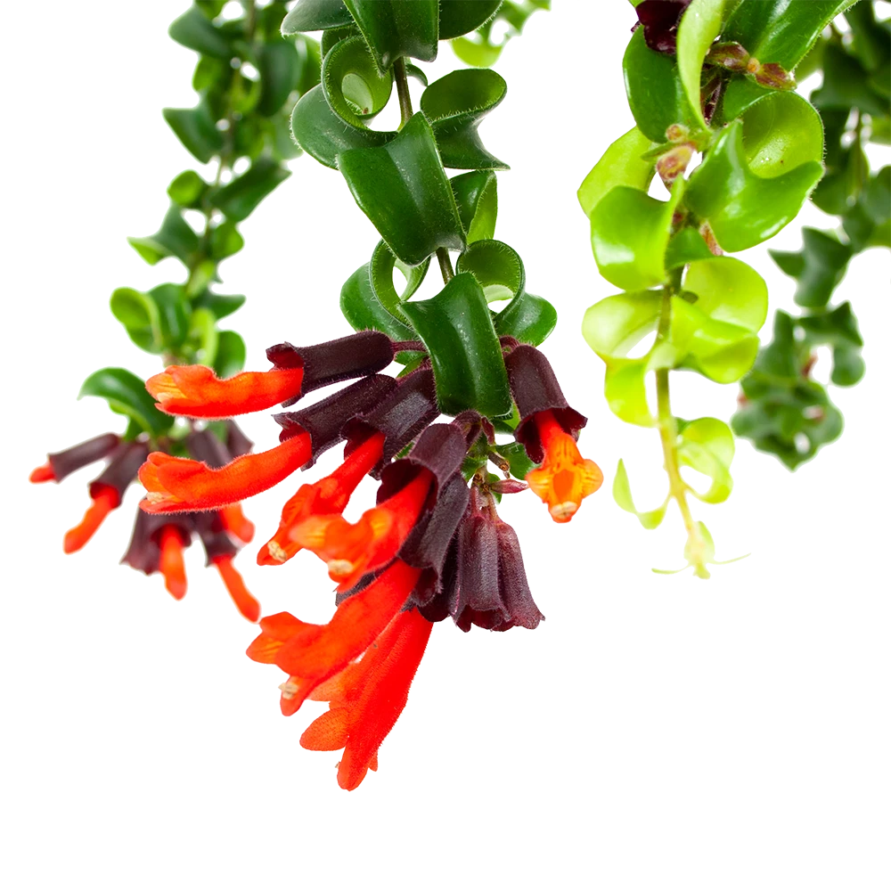 Aeschynanthus Rasta - Lipstickplant - In Hangpot - P15 H20 - Kamerplant 4 Aeschynanthus Rasta - Lipstickplant - In Hangpot - P15 H20 - Kamerplant - Afbeelding 2