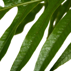 Aglaomorpha Jim - P37 H75 - Kamerplant 8 Aglaomorpha Jim - P37 H75 - Kamerplant -Groen Verkoop aglaomorpha jim p37 h75 kamerplant 4