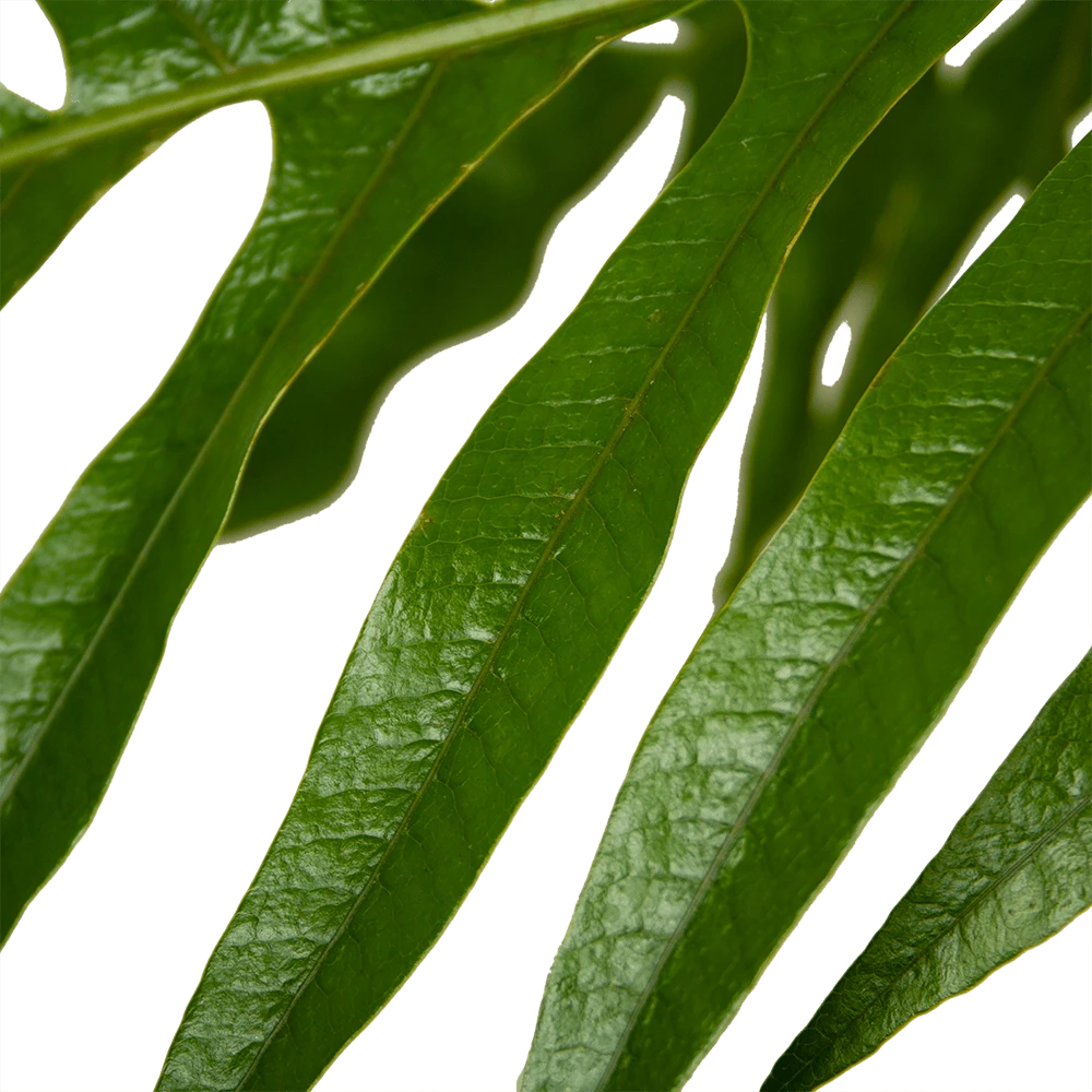 Aglaomorpha Jim - P37 H75 - Kamerplant 5 Aglaomorpha Jim - P37 H75 - Kamerplant - Afbeelding 3