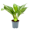 Aglaonema Freedman - P17 H60 - Kamerplant -Groen Verkoop aglaonema freedman p17 h60 1 1