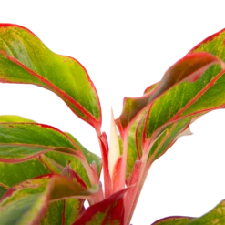 Aglaonema Light Star - P19 H35 - Kamerplant -Groen Verkoop aglaonema light star p19 h35 4