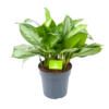 Aglaonema Silver Bay - P24 H60 - Kamerplant -Groen Verkoop aglaonema silver bay p24 h60 1 3