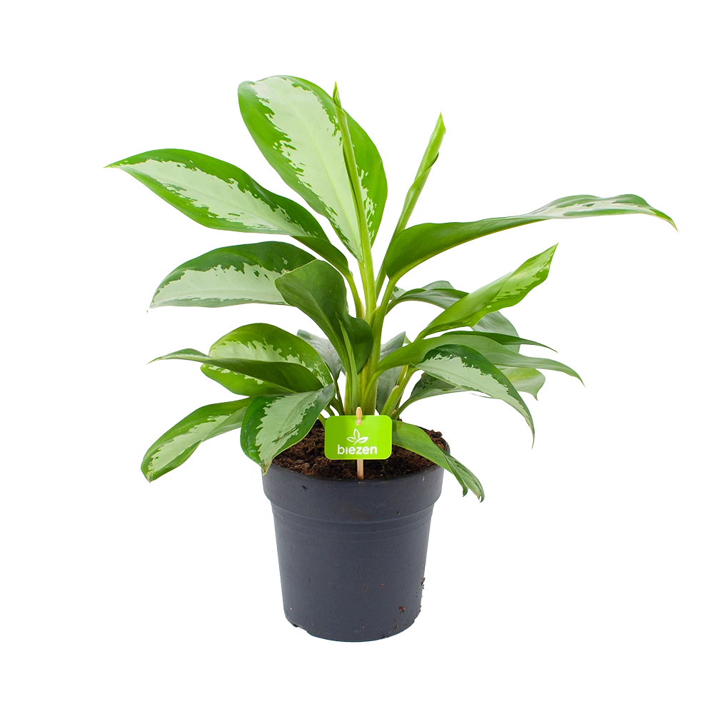 Aglaonema Silver Moon - P19 H50 - Kamerplant 3 Aglaonema Silver Moon - P19 H50 - Kamerplant