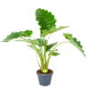 Alocasia Portodora - Olifantsoor - P35 H135 - Kamerplant -Groen Verkoop alocasia portodora olifantsoor p35 h135 1 1