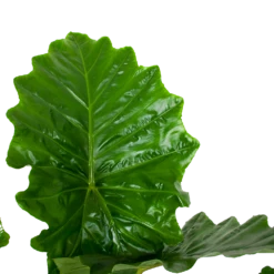 Alocasia Portodora - Olifantsoor - P35 H135 - Kamerplant -Groen Verkoop alocasia portodora olifantsoor p35 h135 6 1