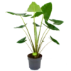 Alocasia Zebrina - Olifantsoor - P32 H120 - Kamerplant 2 Alocasia Zebrina - Olifantsoor - P32 H120 - Kamerplant -Groen Verkoop alocasia zebrina olifantsoor p32 h120 4 12