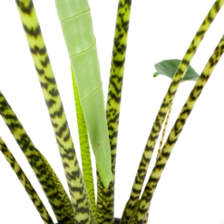 Alocasia Zebrina - Olifantsoor - P32 H120 - Kamerplant -Groen Verkoop alocasia zebrina olifantsoor p32 h120 6
