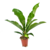 Anthurium Brownii Arrow - P15 H60 - Kamerplant -Groen Verkoop anthurium brownii arrow p15 h60 1
