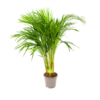 Areca - Goudpalm - P17 H90 - Kamerplant 2 Areca - Goudpalm - P17 H90 - Kamerplant -Groen Verkoop areca goudpalm p17 h90 1 3