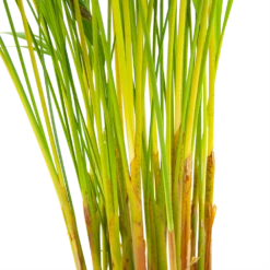 Areca - Goudpalm - P17 H90 - Kamerplant -Groen Verkoop areca goudpalm p17 h90 6 2