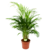 Areca - Goudpalm - P21 H100 - Kamerplant -Groen Verkoop areca goudpalm p21 h100 1 1