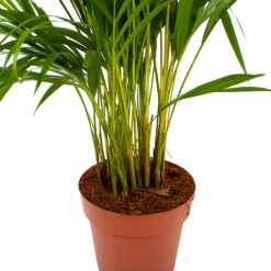 Areca - Goudpalm - P21 H100 - Kamerplant 8 Areca - Goudpalm - P21 H100 - Kamerplant -Groen Verkoop areca goudpalm p21 h100 6 1