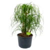 Beaucarnea Recurvata - Vertakt - Olifantenpoot - P26 H70 - Kamerplant 2 Beaucarnea Recurvata - Vertakt - Olifantenpoot - P26 H70 - Kamerplant -Groen Verkoop beaucarnea recurvata vertakt olifantenpoot p26 h70 1 1
