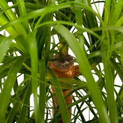 Beaucarnea Recurvata - Vertakt - Olifantenpoot - P26 H70 - Kamerplant -Groen Verkoop beaucarnea recurvata vertakt olifantenpoot p26 h70 5 1