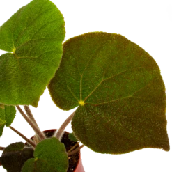 Begonia Masoniana Jungle - P15 H40 - Kamerplant -Groen Verkoop begonia masoniana jungle p15 h40 5 1