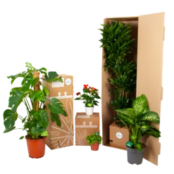 Philodendron Selloum Little Hope - P19 H75 - Kamerplant -Groen Verkoop biezen kamerplanten verpakking 5 15