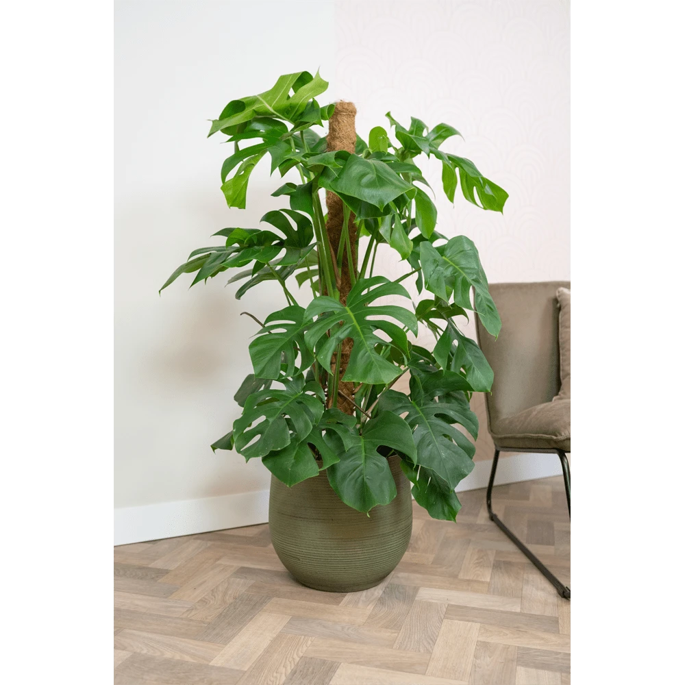 Bloempot Lydia - D31 X H28cm - Shiny Green 4 Bloempot Lydia - D31 X H28cm - Shiny Green - Afbeelding 2