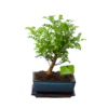 Bonsai Zanthoxylum Piperitum - Peperboom - P20 H30 - Kamerplant 1 Bonsai Zanthoxylum Piperitum - Peperboom - P20 H30 - Kamerplant -Groen Verkoop bonsai zanthoxylum piperitum peperboom p20 h30 1