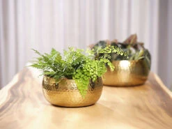 Plantenschaal Kody - D28 X H13cm - Goud -Groen Verkoop bowl kody gold d28 h13 schaal 7 12