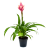 Bromelia Guzmania Candy - P12 H55 Roze - Kamerplant -Groen Verkoop bromelia guzmania candy p12 h55 roze 4