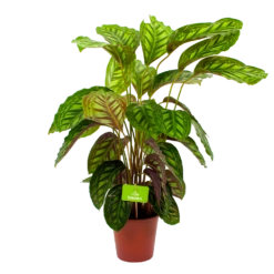 Calathea Flamestar - Schaduwplant - P19 H75 - Kamerplant