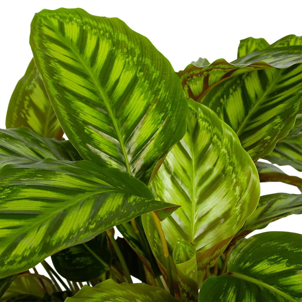 Calathea Flamestar - Schaduwplant - P32 H80 - Kamerplant 4 Calathea Flamestar - Schaduwplant - P32 H80 - Kamerplant - Afbeelding 2