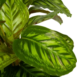 Calathea Flamestar - Schaduwplant - P32 H80 - Kamerplant 8 Calathea Flamestar - Schaduwplant - P32 H80 - Kamerplant -Groen Verkoop calathea flamestar schaduwplant p32 h80 5