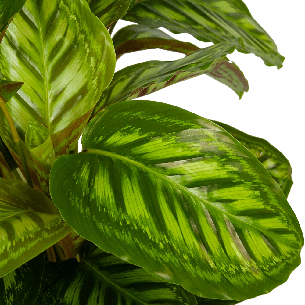 Calathea Flamestar - Schaduwplant - P32 H80 - Kamerplant 5 Calathea Flamestar - Schaduwplant - P32 H80 - Kamerplant - Afbeelding 3