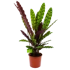 Calathea Insigne - Livingplant - P17 H65 - Kamerplant -Groen Verkoop calathea insigne livingplant p17 h65 4