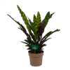 Calathea Insigne - Livingplant - P21 H60 - Kamerplant 1 Calathea Insigne - Livingplant - P21 H60 - Kamerplant -Groen Verkoop calathea insigne livingplant p21 h60 1