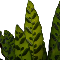Calathea Insigne - Livingplant - P21 H60 - Kamerplant 8 Calathea Insigne - Livingplant - P21 H60 - Kamerplant -Groen Verkoop calathea insigne livingplant p21 h60 4
