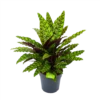 Calathea Insigne - Livingplant - P27 H80 - Kamerplant -Groen Verkoop calathea insigne livingplant p27 h80 1 3