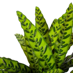 Calathea Insigne - Livingplant - P27 H80 - Kamerplant -Groen Verkoop calathea insigne livingplant p27 h80 6 3