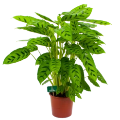 Calathea Leopardina - Schaduwplant - P17 H70 - Kamerplant