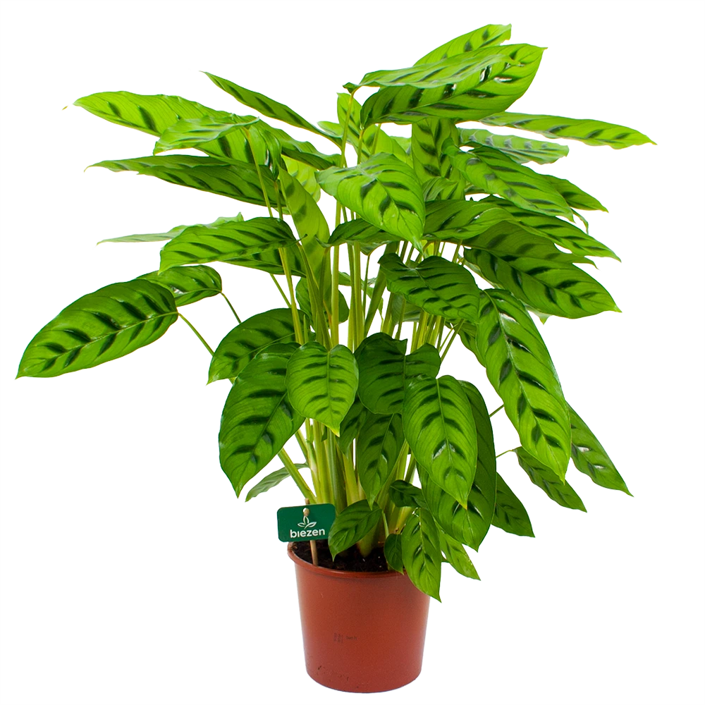Calathea Leopardina - Schaduwplant - P17 H70 - Kamerplant 3 Calathea Leopardina - Schaduwplant - P17 H70 - Kamerplant