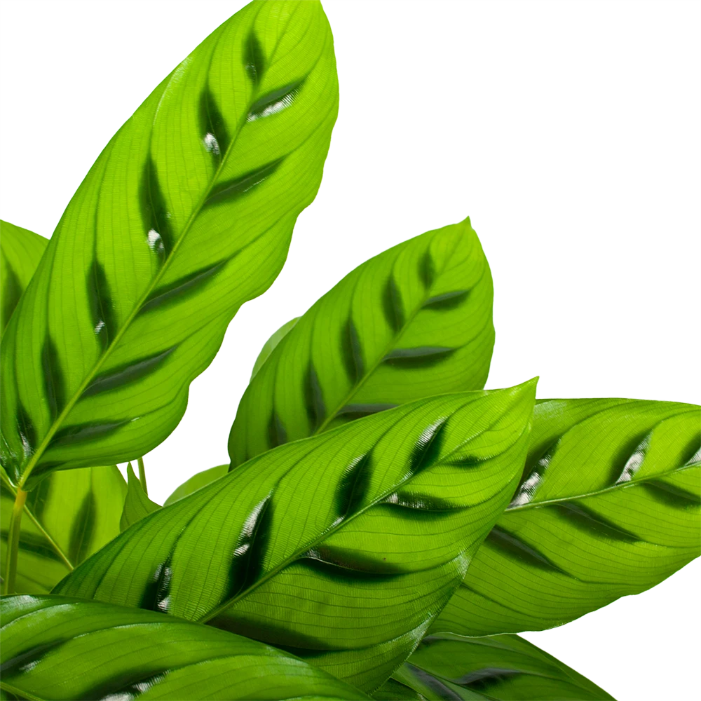 Calathea Leopardina - Schaduwplant - P17 H70 - Kamerplant 4 Calathea Leopardina - Schaduwplant - P17 H70 - Kamerplant - Afbeelding 2