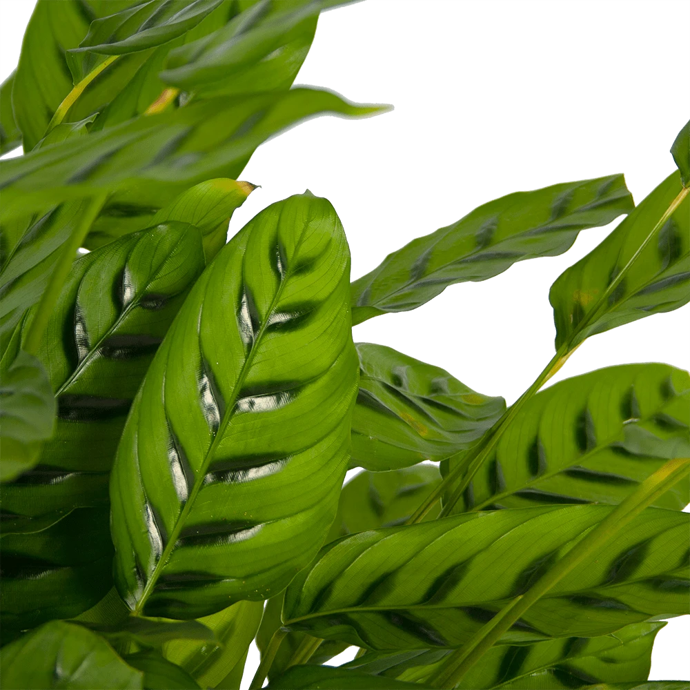 Calathea Leopardina - Schaduwplant - P27 H90 - Kamerplant 4 Calathea Leopardina - Schaduwplant - P27 H90 - Kamerplant - Afbeelding 2