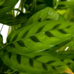 Calathea Leopardina - Schaduwplant - P27 H90 - Kamerplant 8 Calathea Leopardina - Schaduwplant - P27 H90 - Kamerplant -Groen Verkoop calathea leopardina schaduwplant p27 h90 kamerplant 4