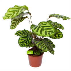 Calathea Makoyana - Pauwenplant - P17 H65 - Kamerplant