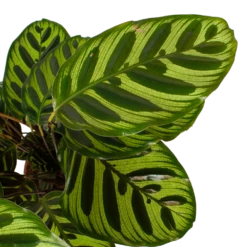 Calathea Makoyana - Pauwenplant - P17 H65 - Kamerplant 8 Calathea Makoyana - Pauwenplant - P17 H65 - Kamerplant -Groen Verkoop calathea makoyana pauwenplant p17 h65 6 2