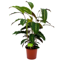 Calathea Maui Queen - Livingplant - P17 H70 - Kamerplant