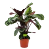 Calathea Medaillon - Schaduwplant - P19 H75 - Kamerplant 1 Calathea Medaillon - Schaduwplant - P19 H75 - Kamerplant -Groen Verkoop calathea medaillon schaduwplant p19 h75 4